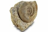 Jurassic Ammonite (Parkinsonia) Fossil - France #244477-3